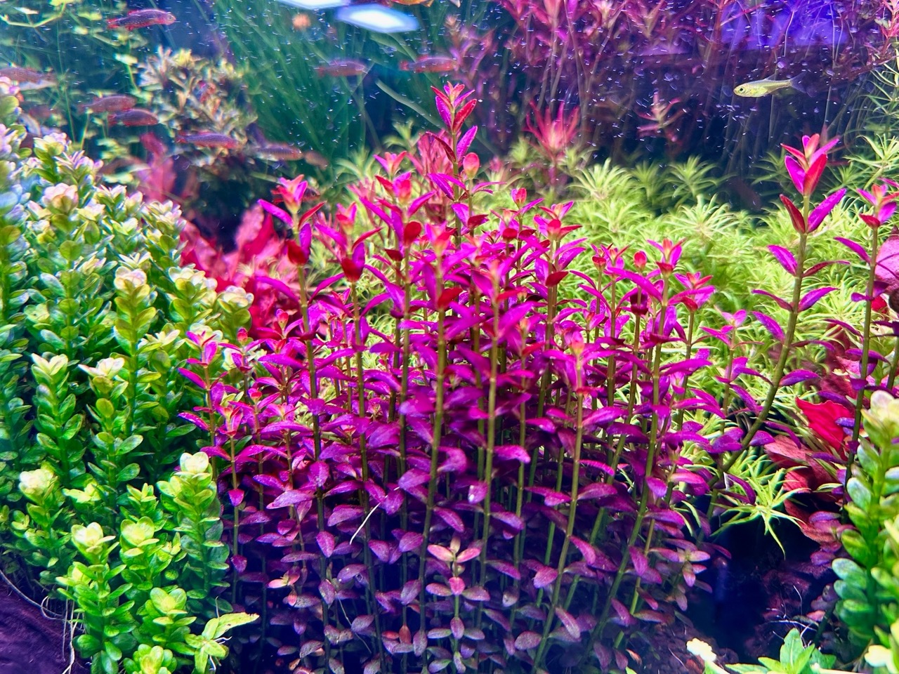 Ротала Флорида (Rotala sp. Florida)