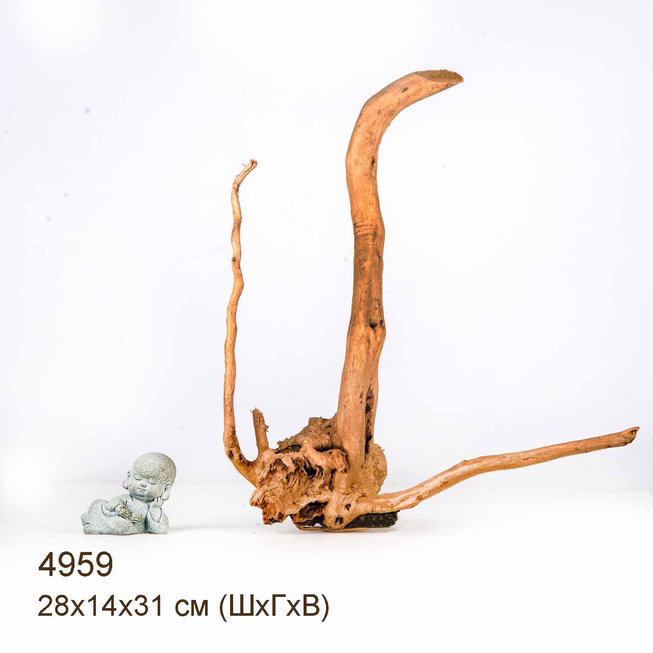 Коряга MASHA BLOOM Корень азалии S - 4959