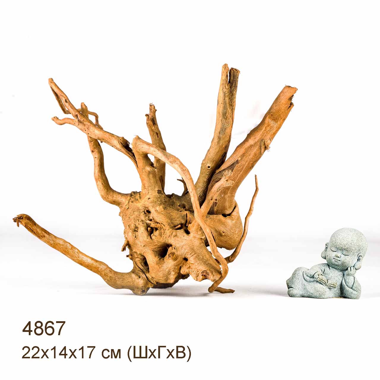 Коряга MASHA BLOOM Корень азалии S - 4867