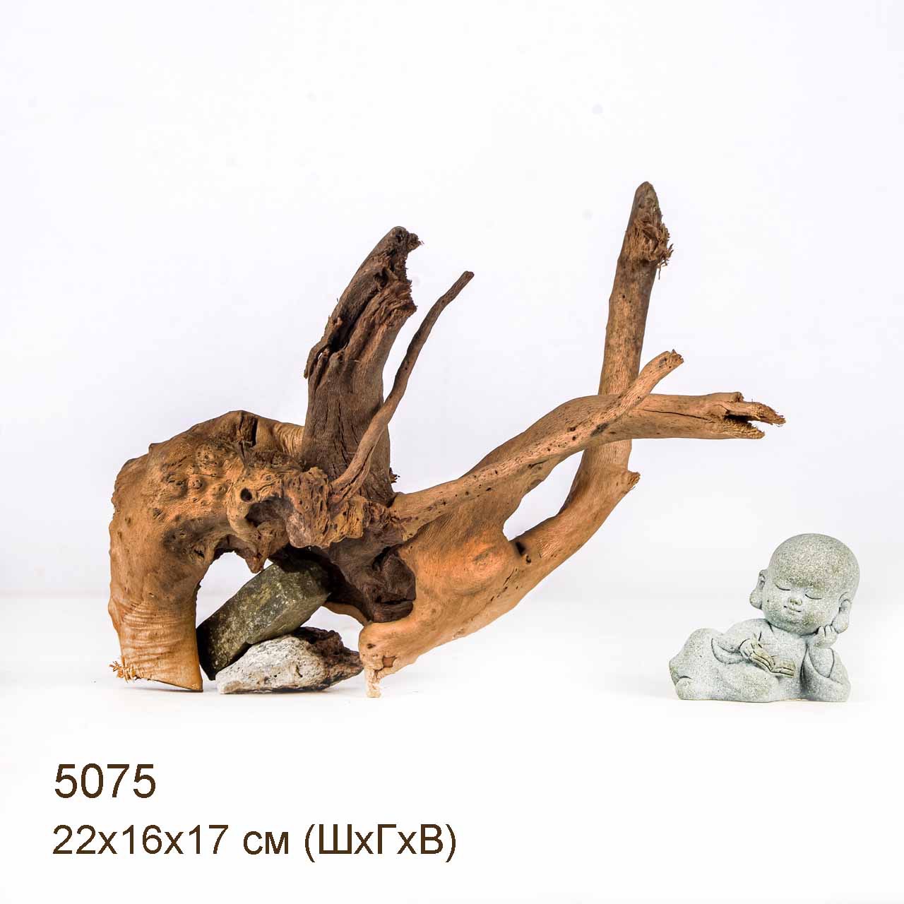 Коряга MASHA BLOOM Корень азалии S - 5075