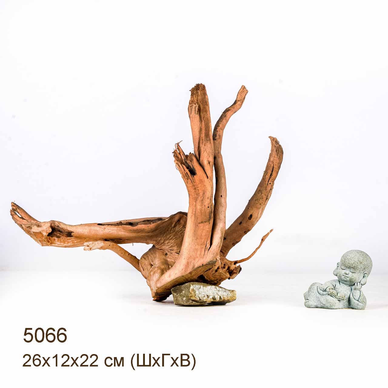 Коряга MASHA BLOOM Корень азалии S - 5066