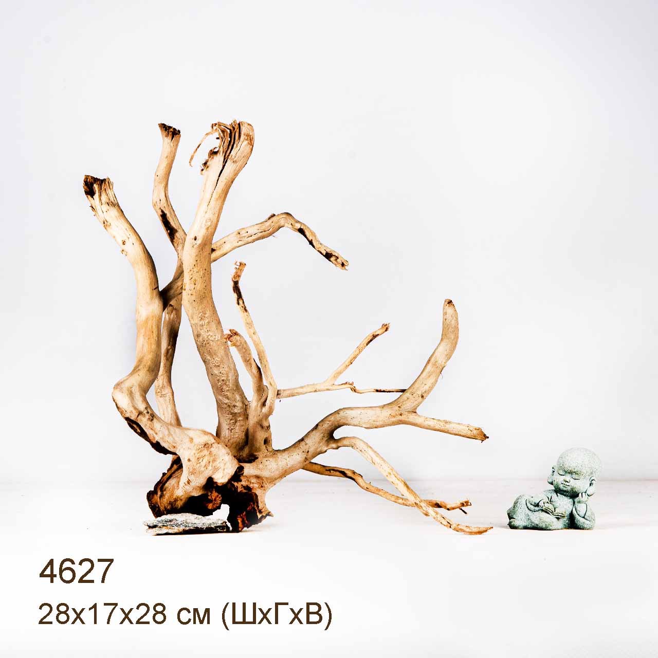 Коряга MASHA BLOOM Корень азалии M - 4627