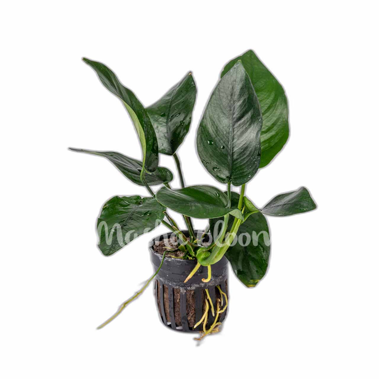 Анубиас нана Тропика (Anubias nana Tropica) в горшке