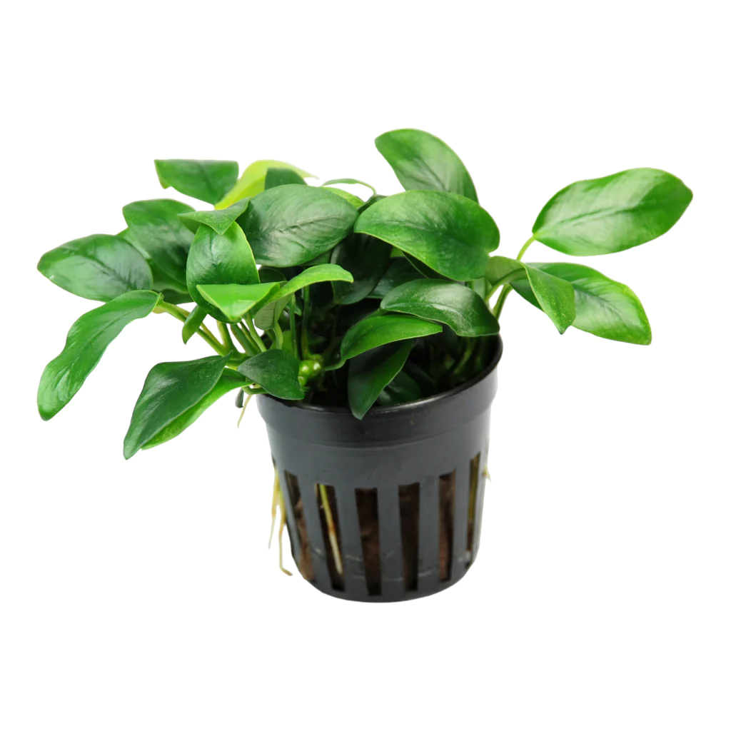 Анубиас нана Бонсай (Anubias barteri var. nana Bonsai) в горшке