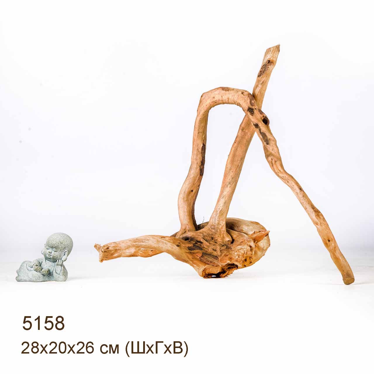 Коряга MASHA BLOOM Корень азалии XS - 5158