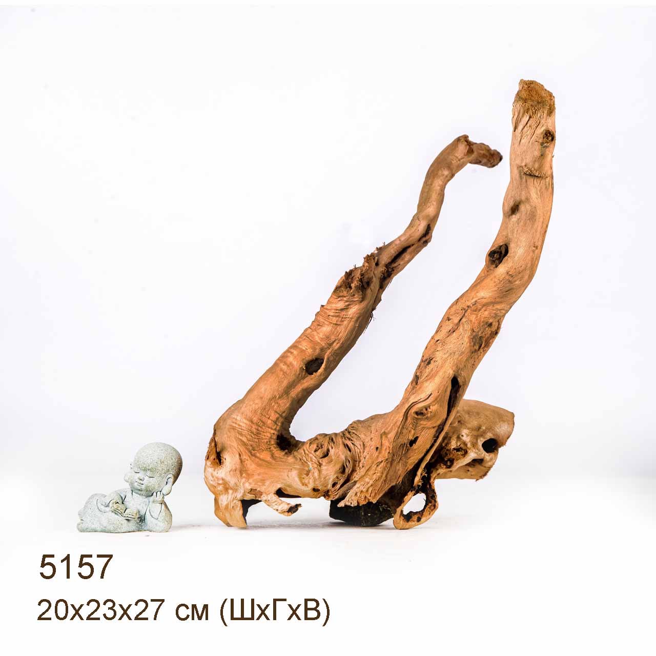 Коряга MASHA BLOOM Корень азалии XS - 5157