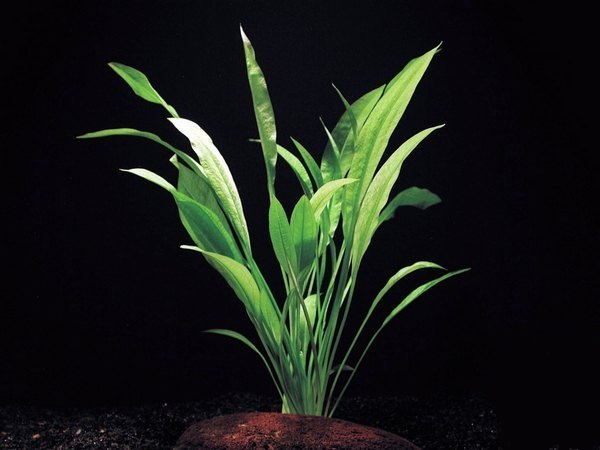 Эхинодорус перуанский (Еchinodorus peruensis)