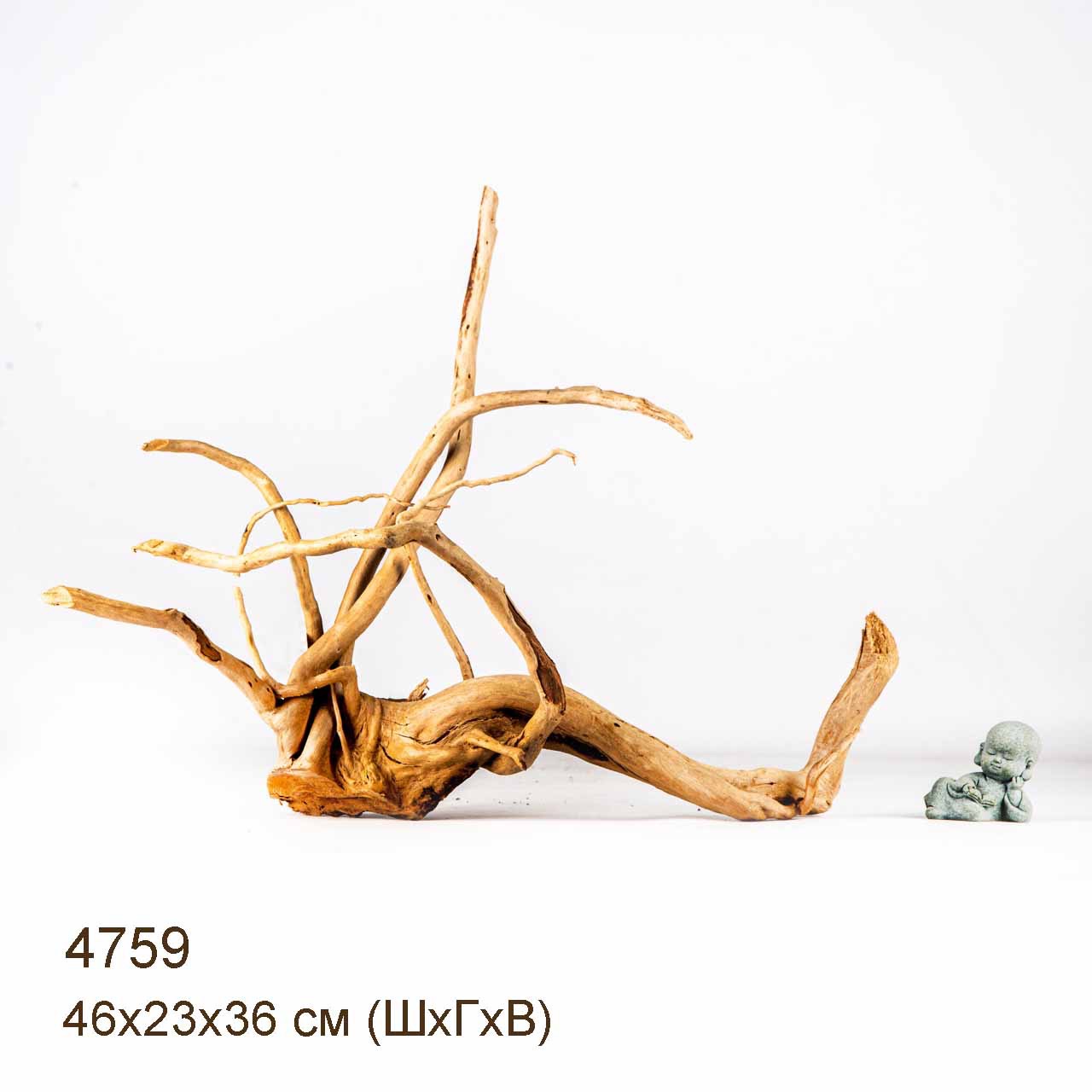 Коряга MASHA BLOOM Корень азалии M - 4759