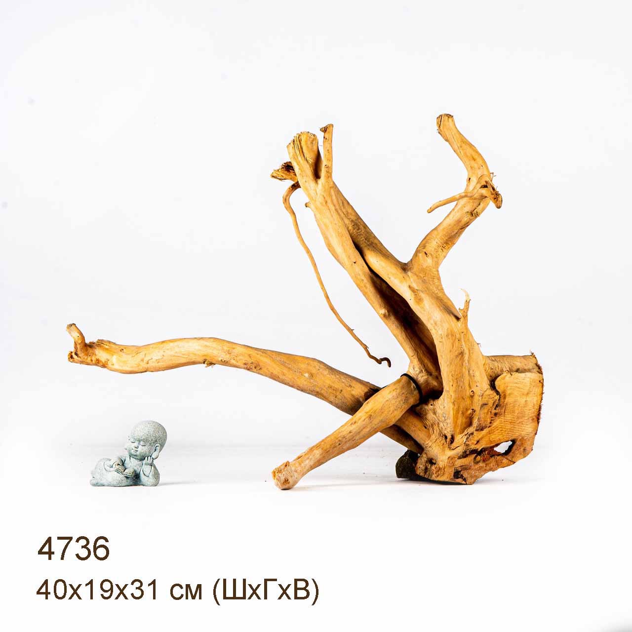 Коряга MASHA BLOOM Корень азалии M - 4736