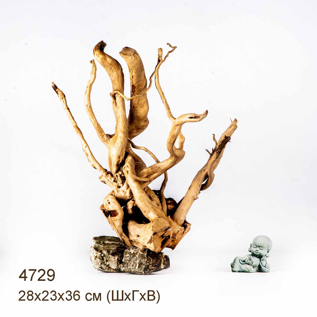 Коряга MASHA BLOOM Корень азалии M - 4729