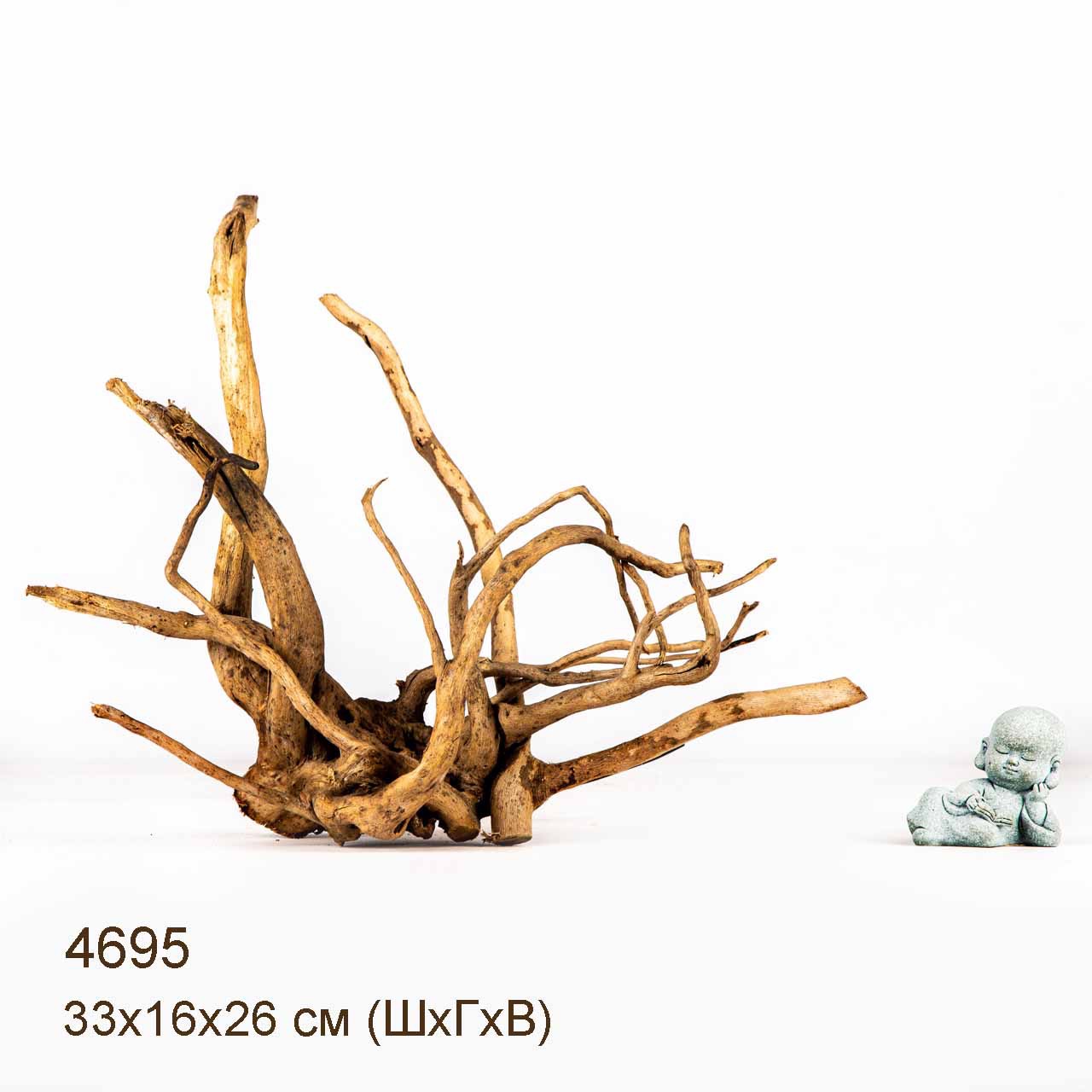 Коряга MASHA BLOOM Корень азалии M - 4695