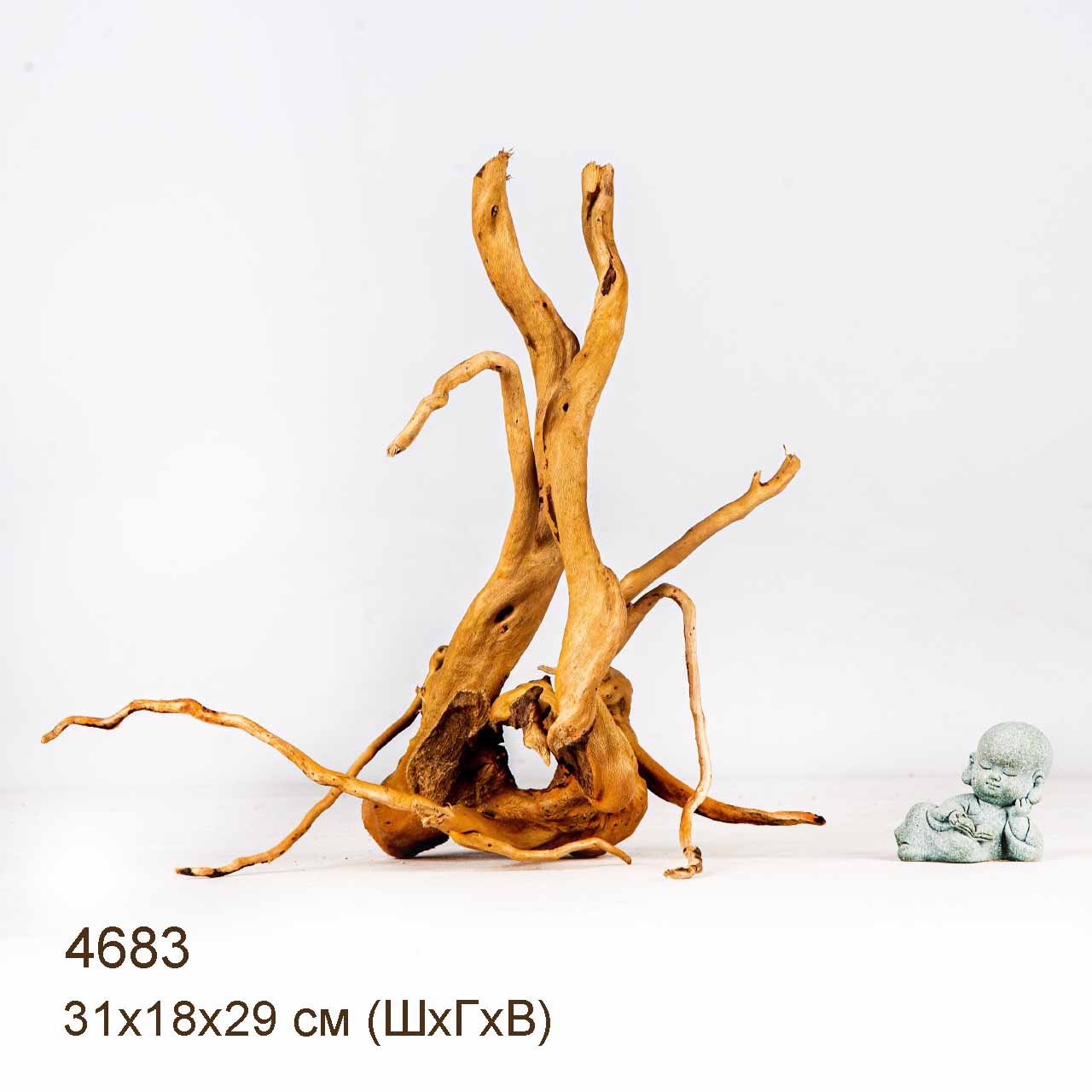 Коряга MASHA BLOOM Корень азалии M - 4683