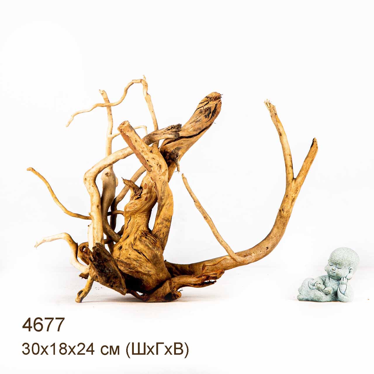 Коряга MASHA BLOOM Корень азалии M - 4677