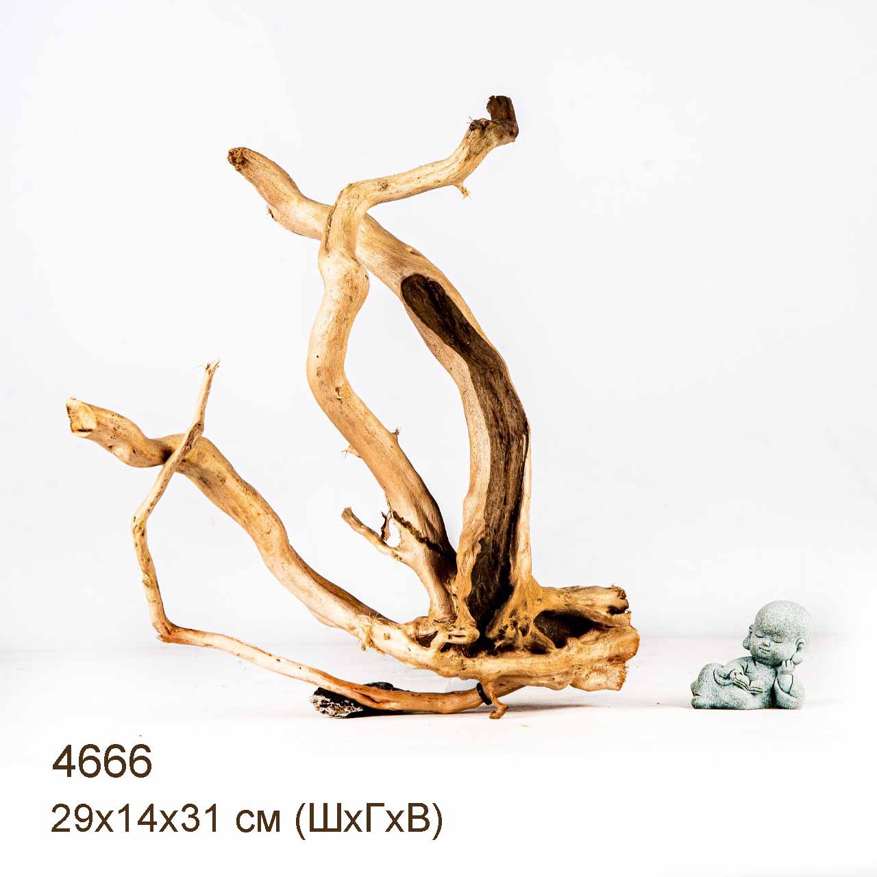 Коряга MASHA BLOOM Корень азалии M - 4666