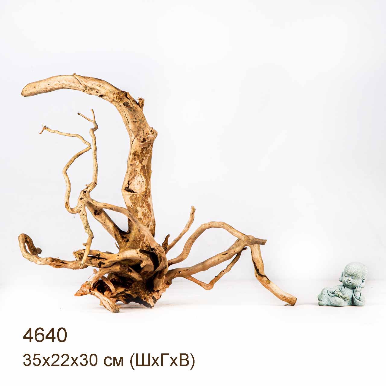 Коряга MASHA BLOOM Корень азалии M - 4640