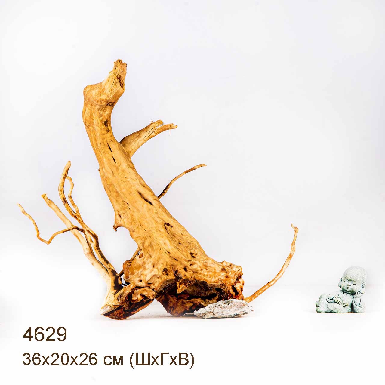 Коряга MASHA BLOOM Корень азалии M - 4629