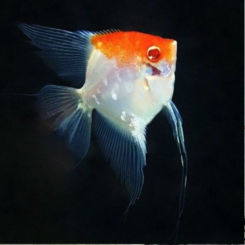 Скалярия Кои Красная шапочка (Pterophyllum scalare var.)