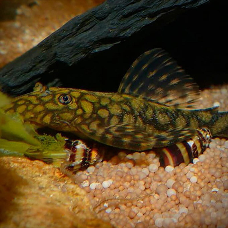 Анциструс Мадре де Диос L 393 ( Ancistrus sp. `Madre De Dios`)