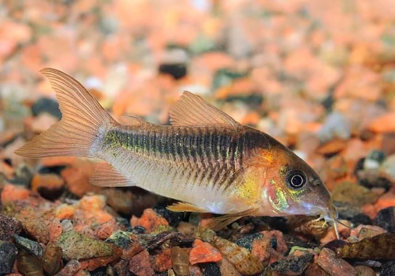 Коридорас зигатус (Corydoras zygatus)