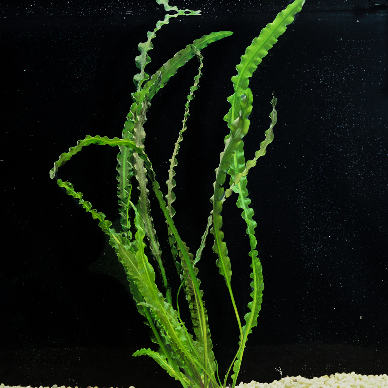 Апоногетон лонгиплюмулозус / кожистолистный (Aponogeton longiplumulosus)