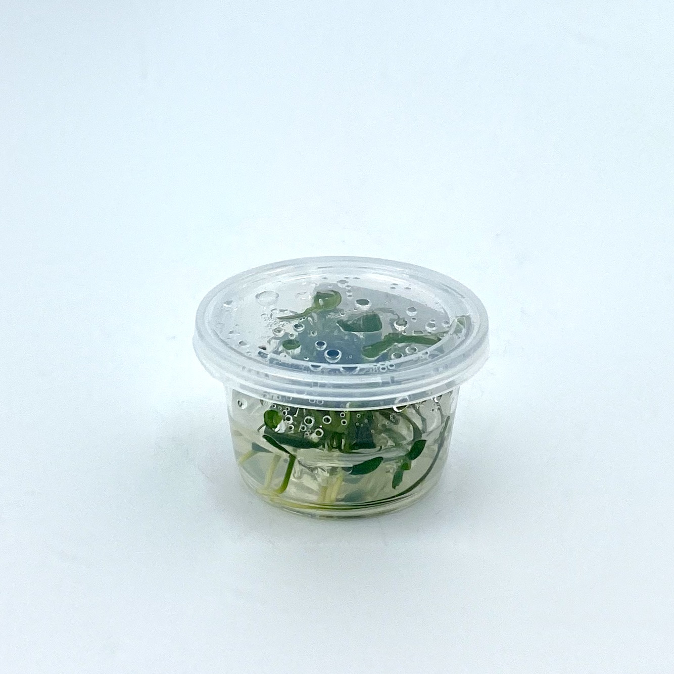 Меристема Анубиас минима Коготь Дракона (Anubias minima «Dragon Claw») Ø30 мм