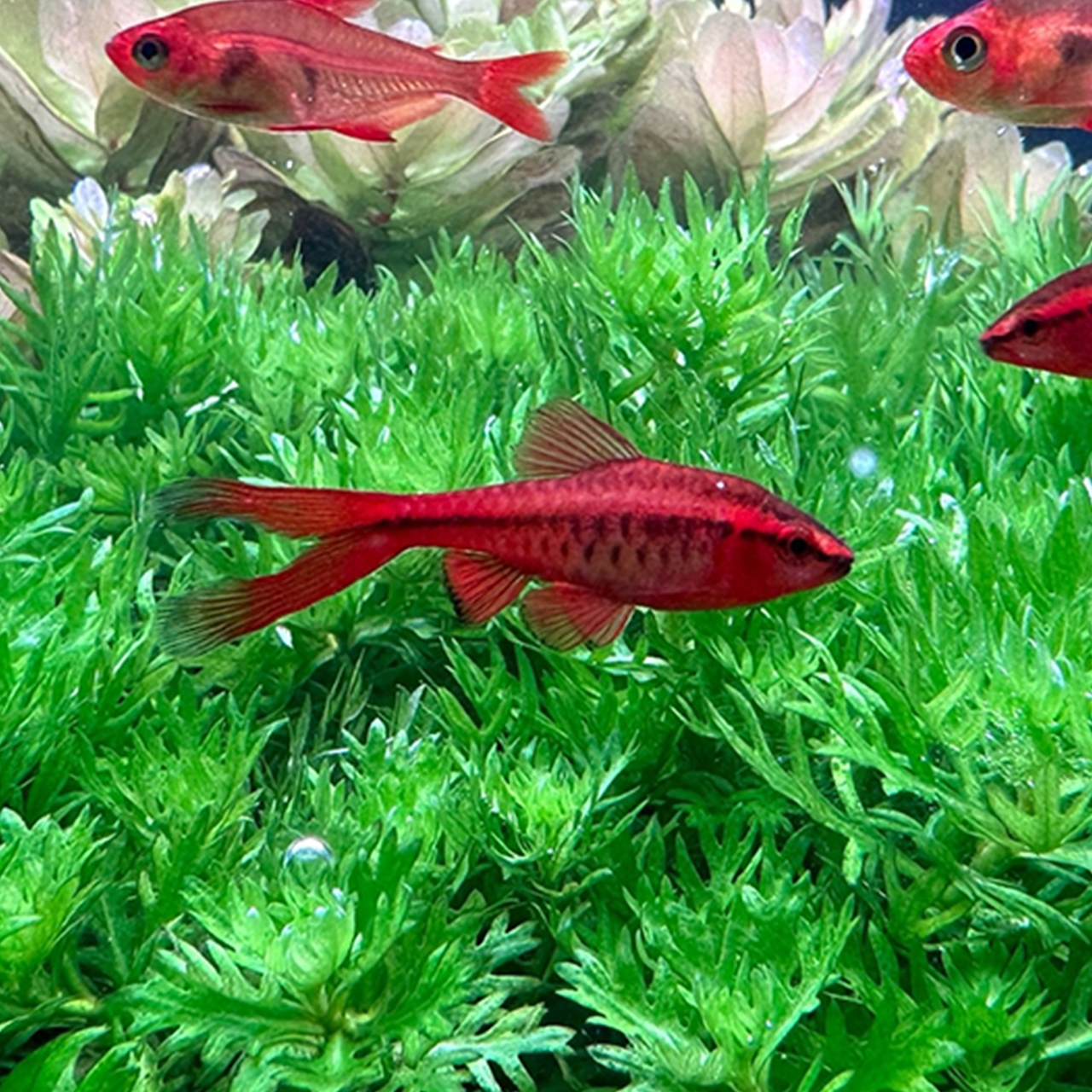 БАРБУС ВИШНЕВЫЙ  ВУАЛЕВЫЙ (Puntius titteya)