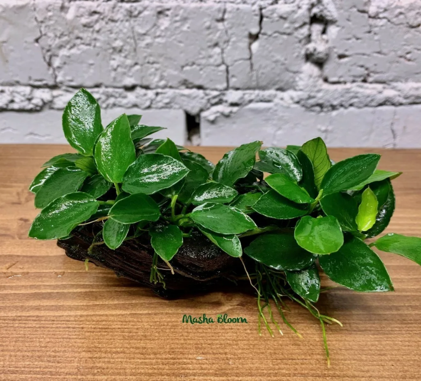 Анубиас нана Лонг Вейв (Anubias nana Long Wave) в горшке