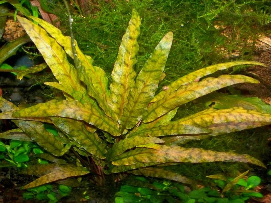 Меристема Криптокорина Вендта тропика (Cryptocoryne wendtii Tropica) Ø70 мм