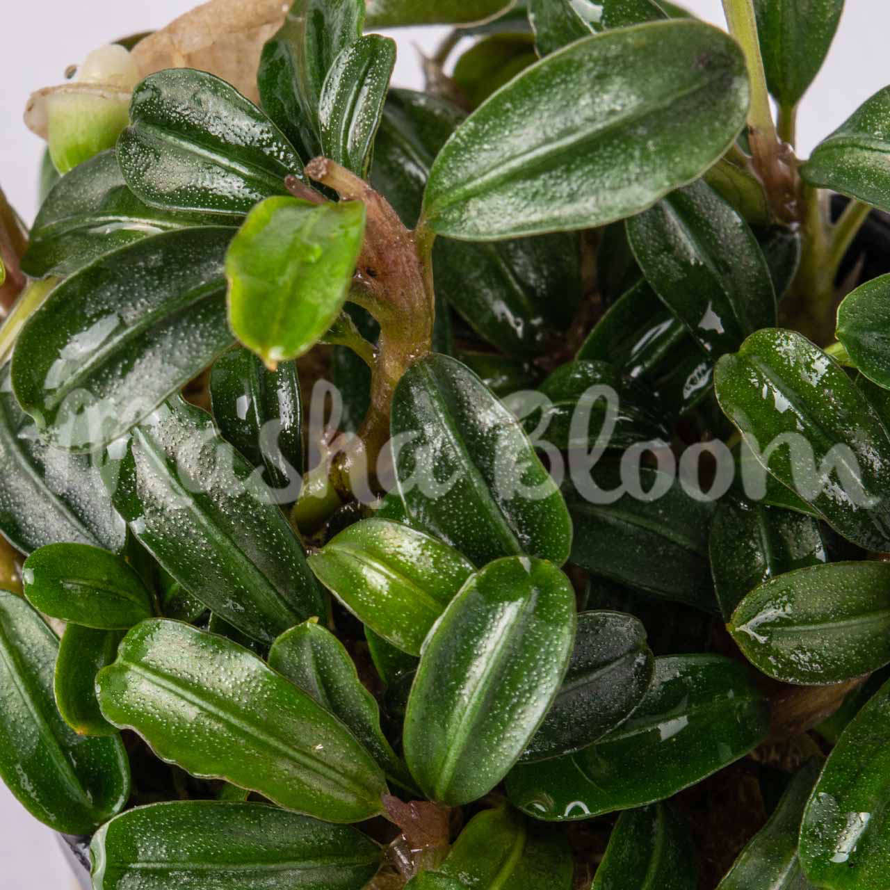 Буцефаландра Брауни Феникс (Bucephalandra sp. Brownie Phoenix) в горшке