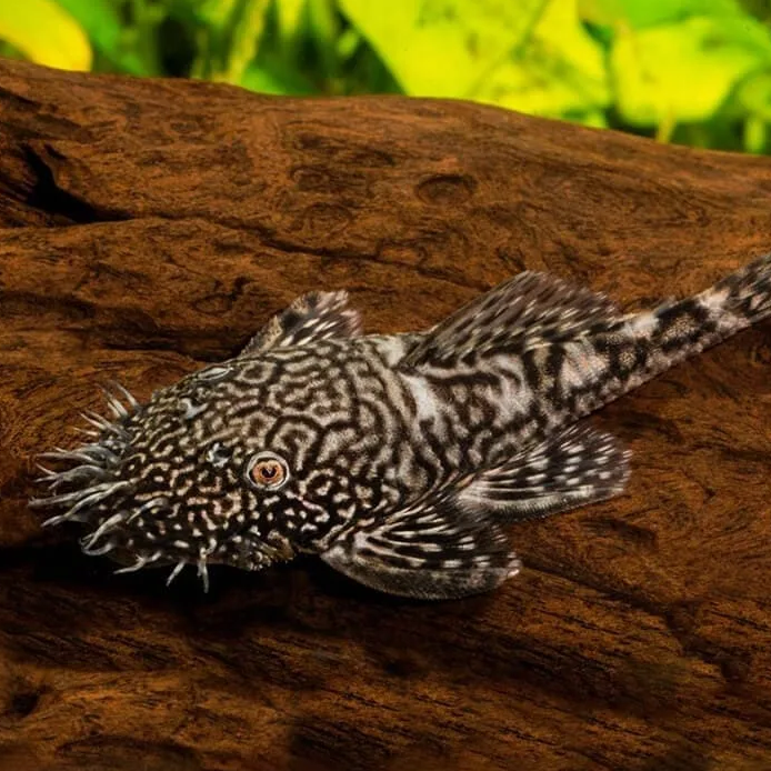 Анциструс Рио Парагвай (Ancistrus Rio Paraguay)