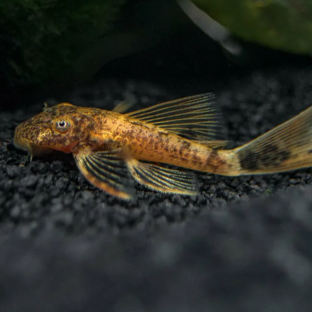 Анциструс мультиколор вуалевый (Ancistrus cirrhosus)