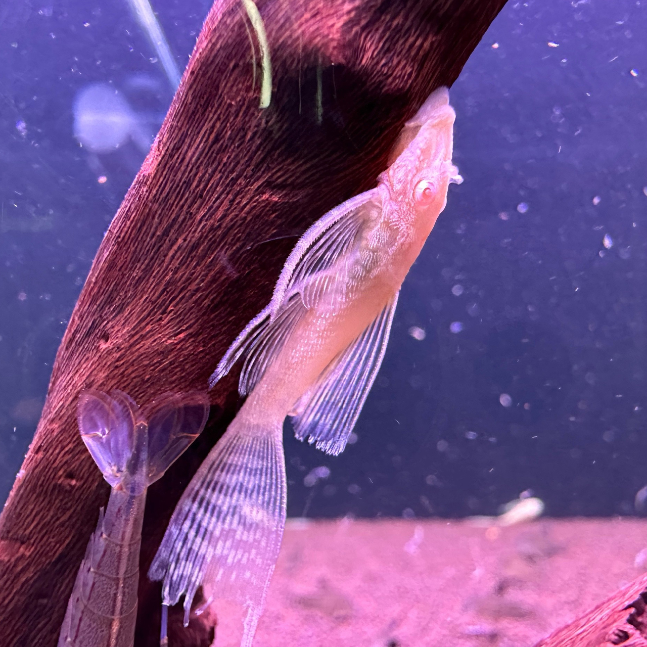 Анциструс золотой вуалевый / стрекоза (Ancistrus cirrhosus)