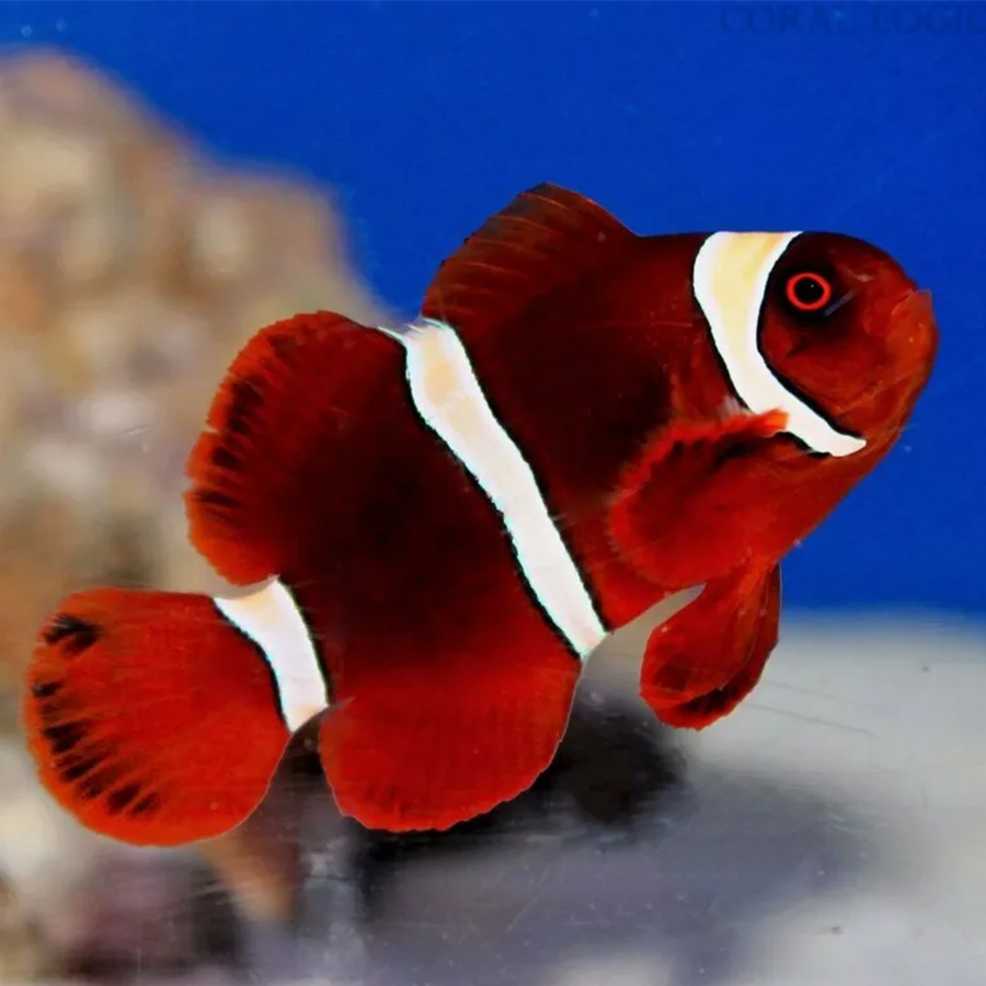 Клоун премнас желтополосый (Premnas biaculeatus)