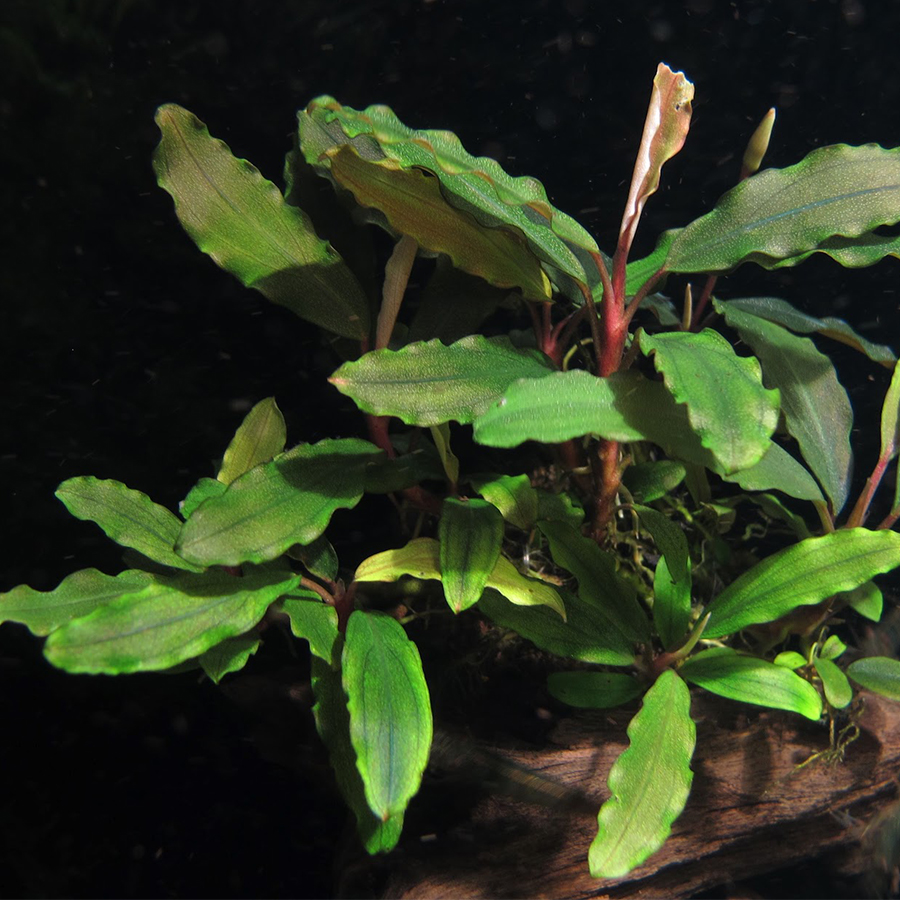 Буцефаландра Купер Лиф Мелави (Bucephalandra Copper Leaf Melaw) на лаве с меристемы