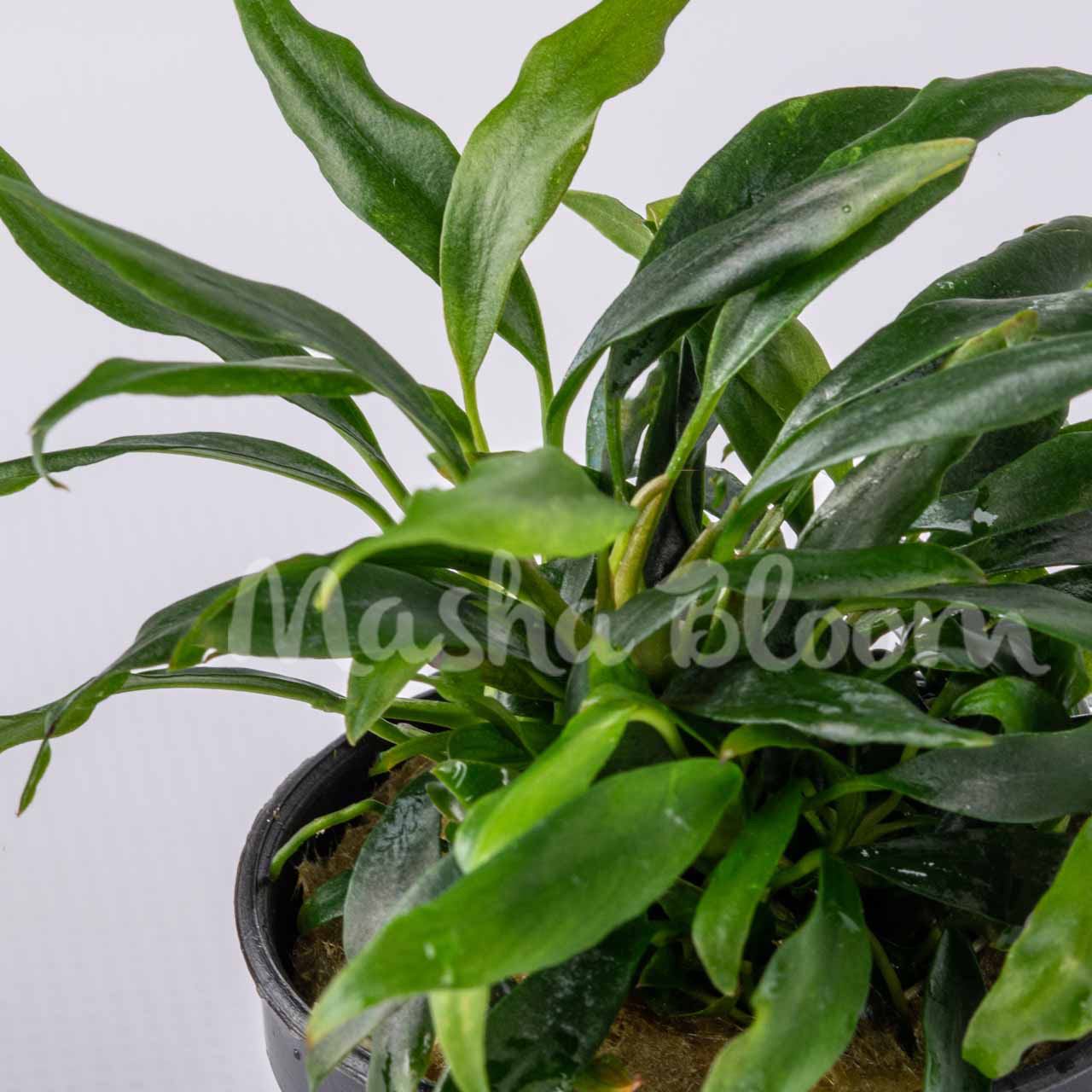 Анубиас минима Коготь Дракона (Anubias minima «Dragon Claw») в горшке