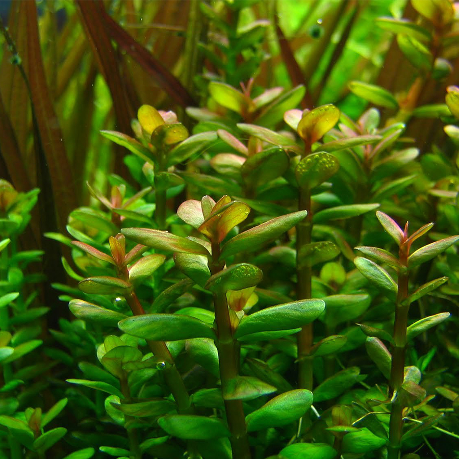 Бакопа Зальцмана / Арагвая / пурпурная (Bacopa sp. Sazlmanii / sp. Araguaia / sp. Purple)