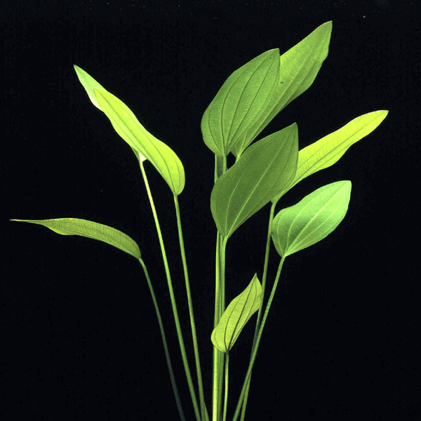 Эхинодорус аргентинский МАТОЧНЫЙ КУСТ (Еchinodorus argentinensis)