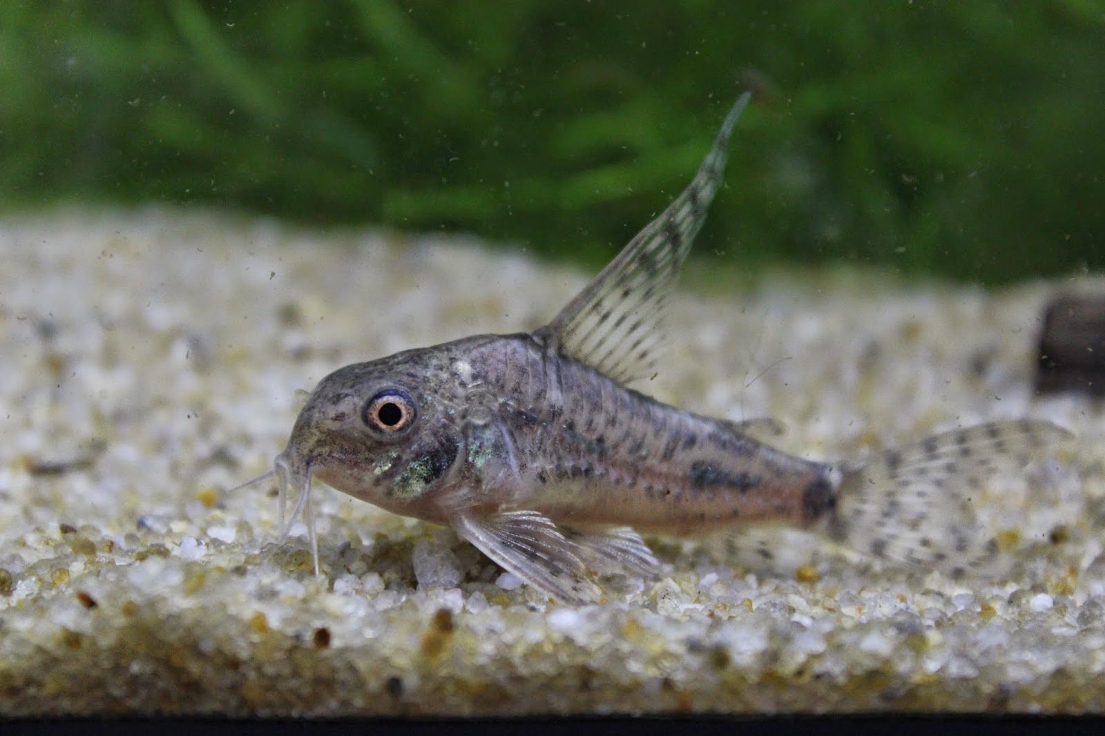 Коридорас крапчатый вуалевый (Corydoras paleatus)