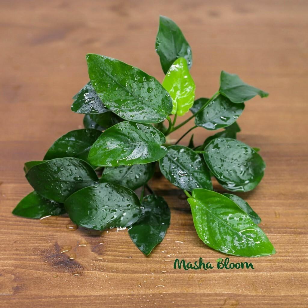 Анубиас нана (Anubias nana) в горшке