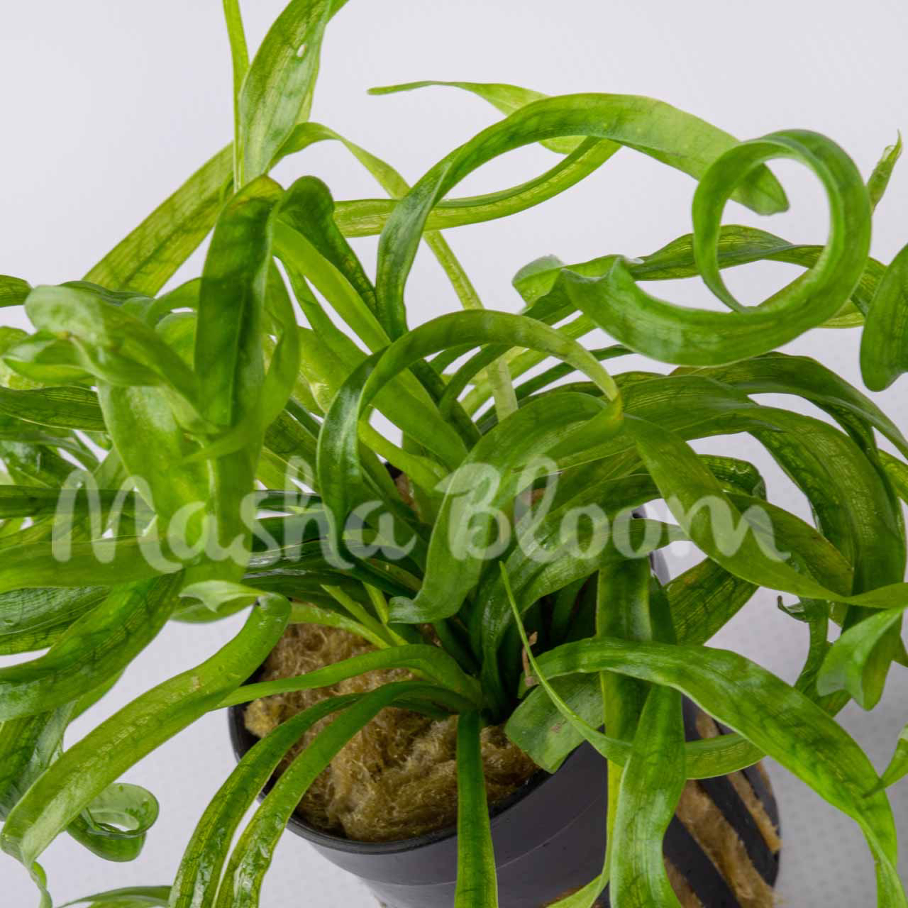 Эхинодорус Везувий (Echinodorus Vesuvius) в горшке