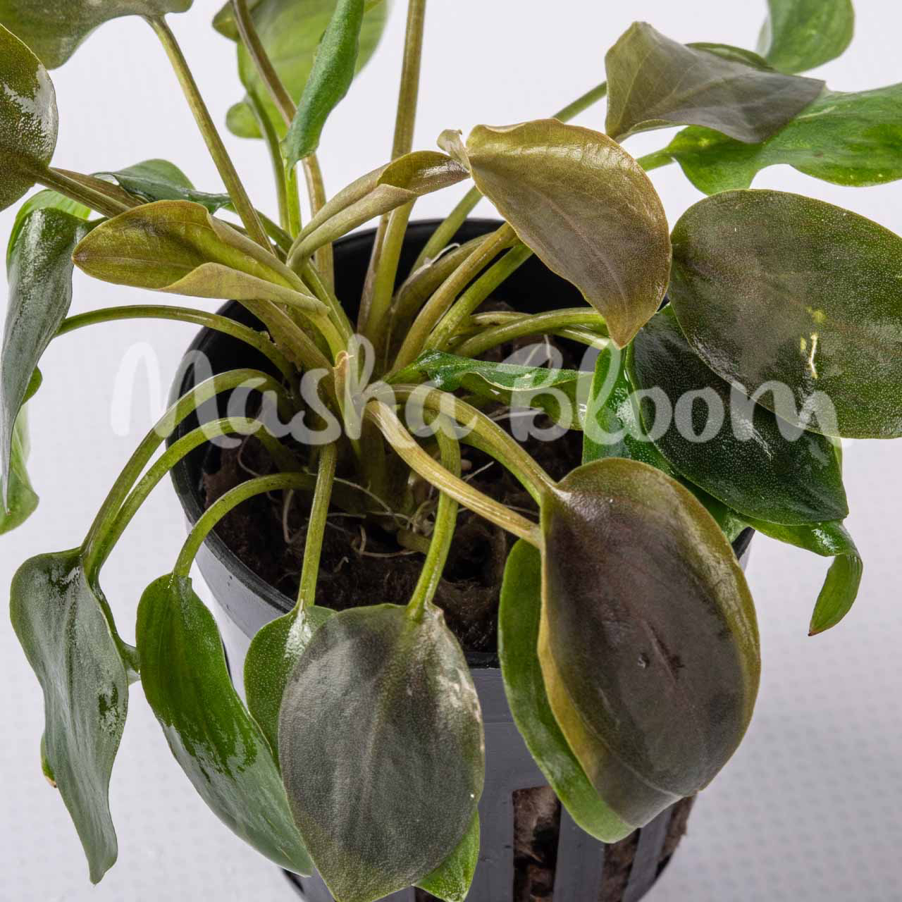 ЛАГЕНАНДРА МЕЕБОЛЬДА КРАСНАЯ (Lagenandra meeboldii red) в горшке