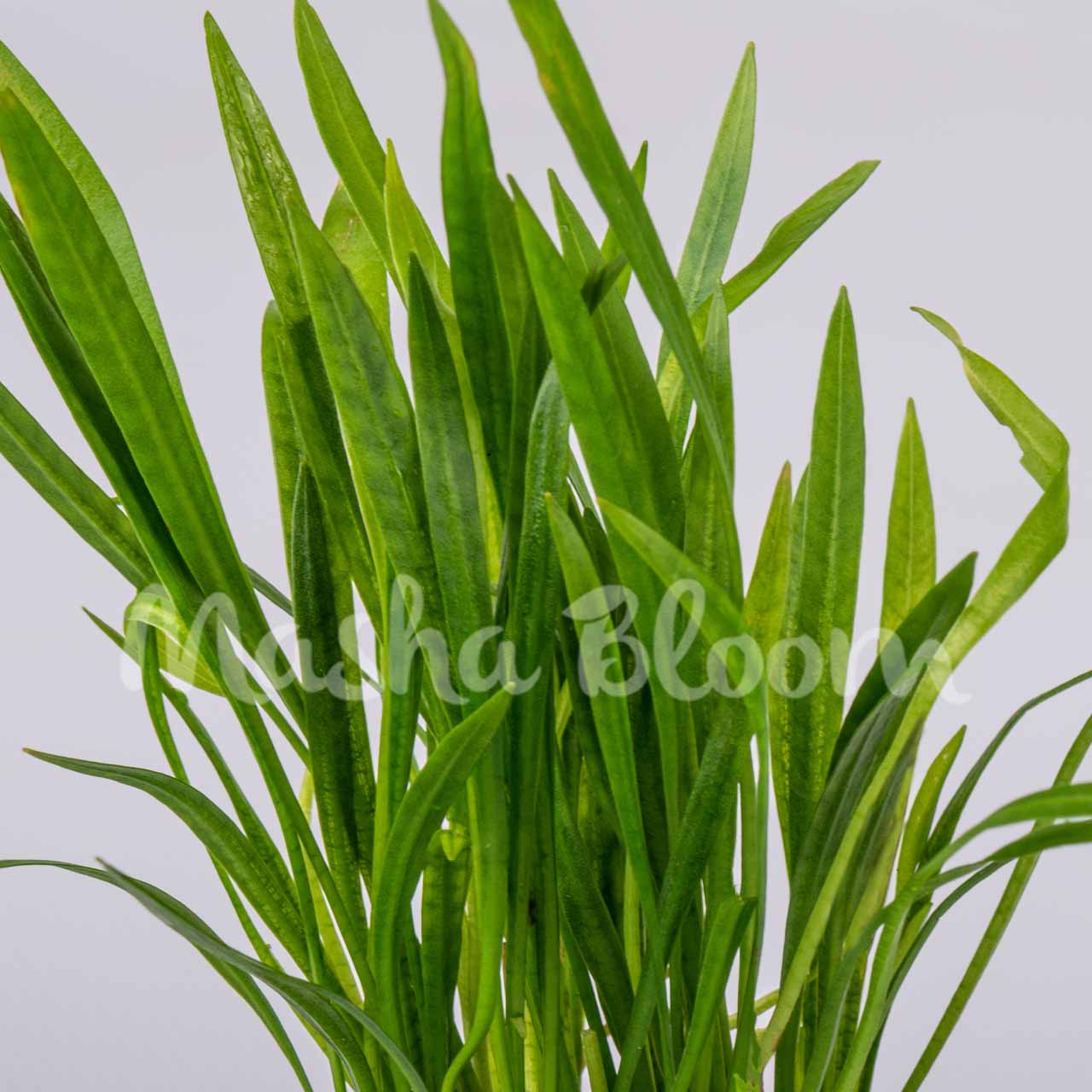 ЭХИНОДОРУС НЕЖНЫЙ (Echinodorus tenellus) в горшке