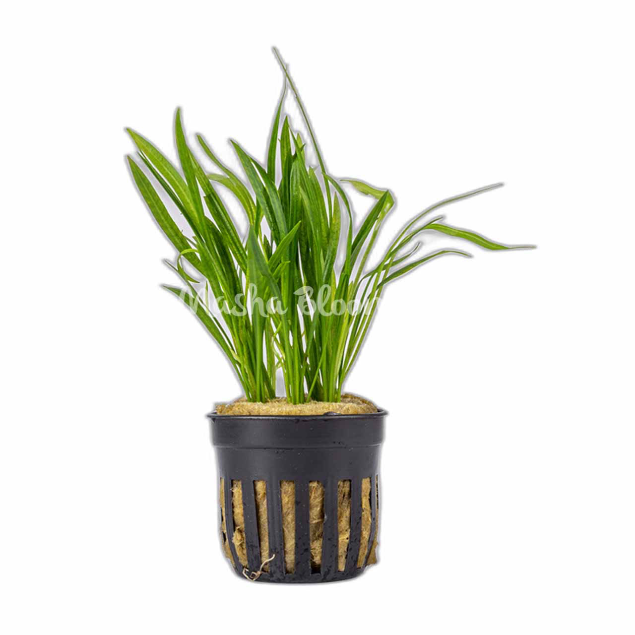 ЭХИНОДОРУС НЕЖНЫЙ (Echinodorus tenellus) в горшке