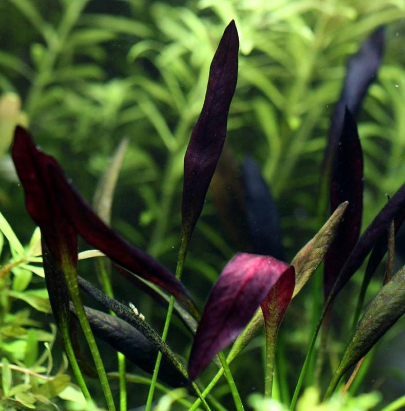 Эхинодорус Афлейм (Echinodorus Aflame)