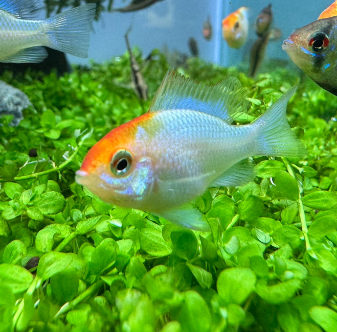 Апистограмма Рамирези Электрик Блю золотая (Mikrogeophagus ramirezi var «Electric Blue Gold»)