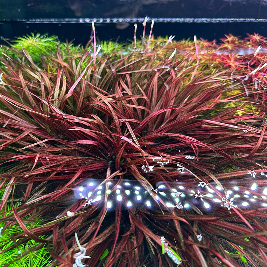 Бликса новогвинейская (Blyxa novoguineensis)