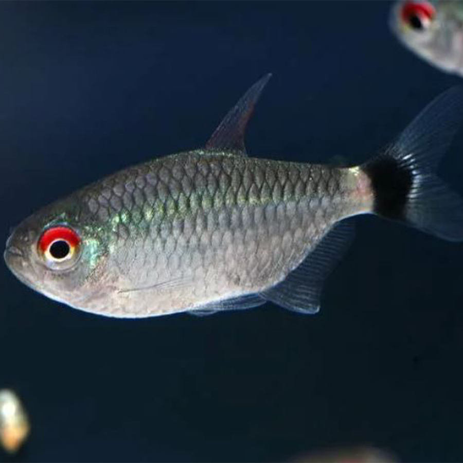 Филомена баллон (Moenkhausia sanctaefilomenae)