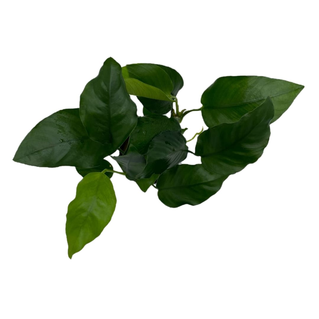 Анубиас бартера нана в горшке