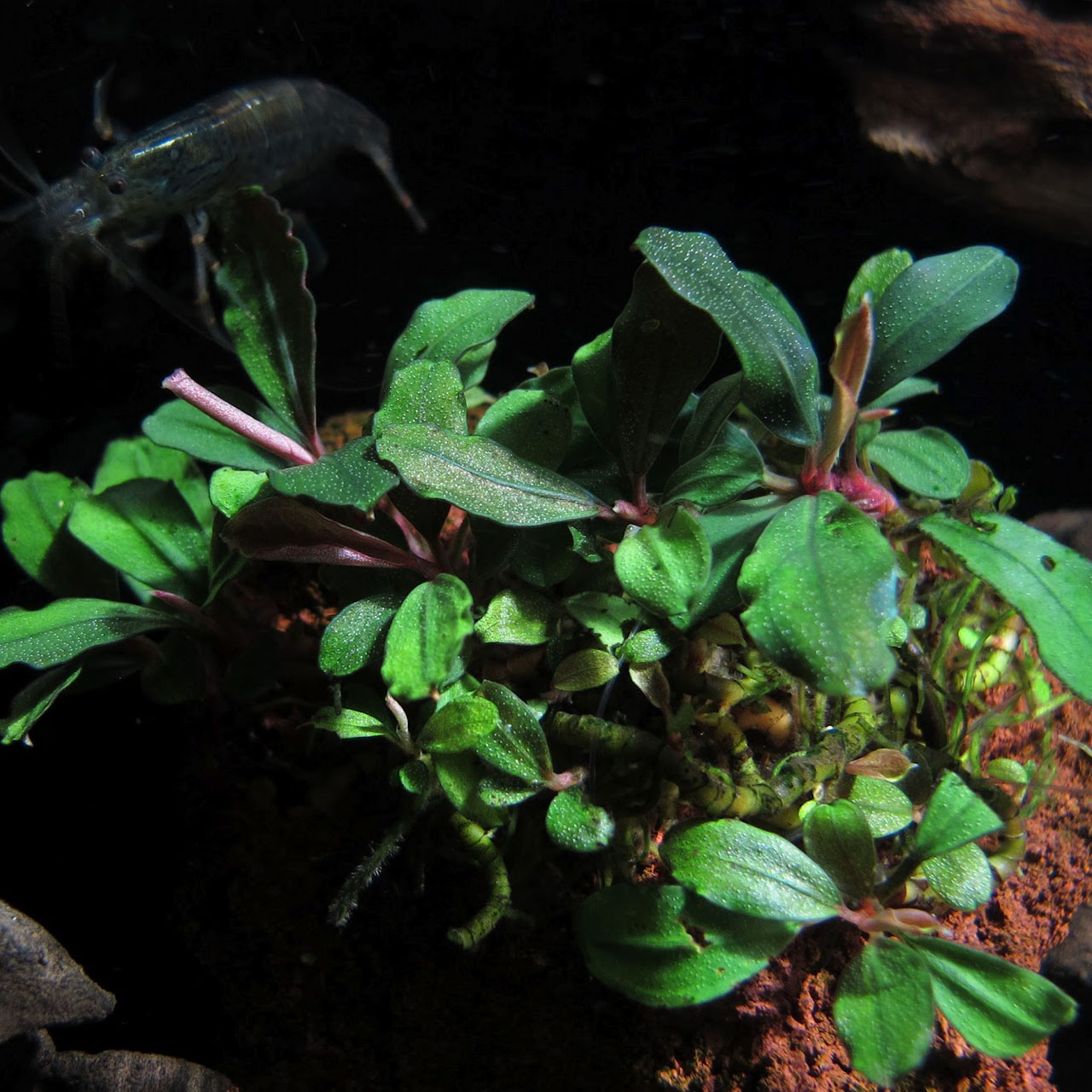 Буцефаландра Зелёный Нефрит (Bucephalandra Sanggau Green Jade) на лаве