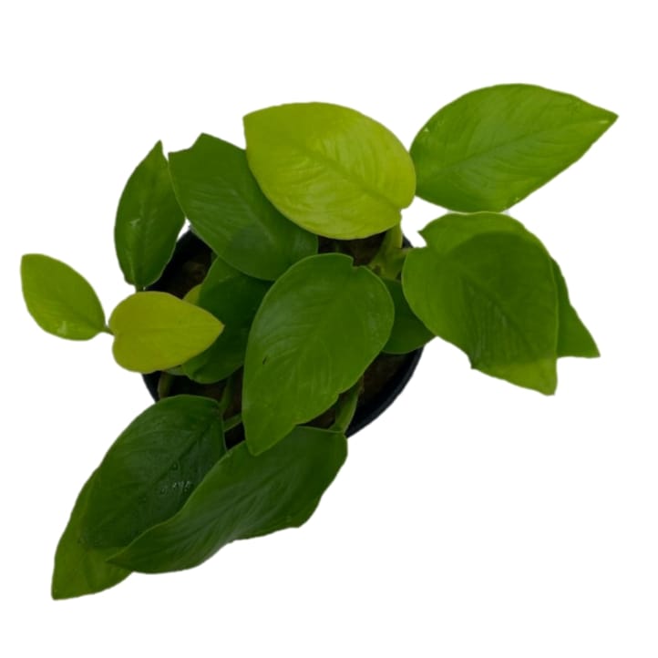 Анубиас нана золотистый в горшке